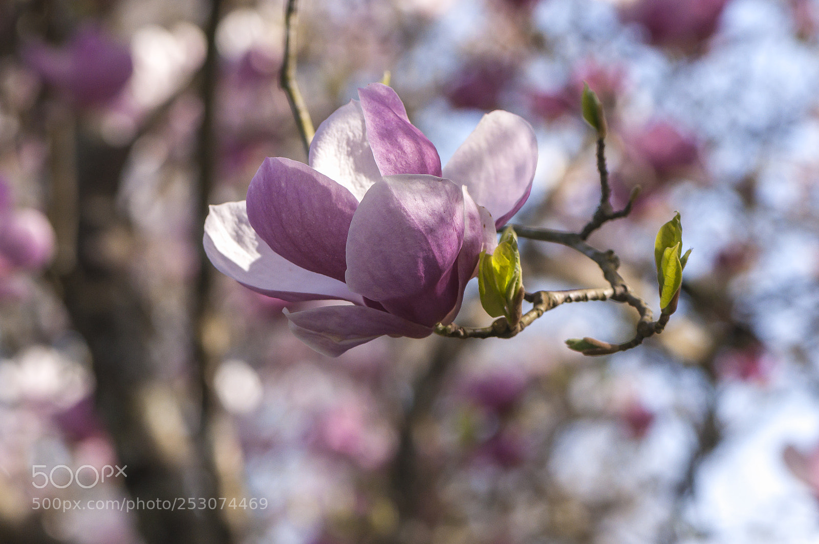 Nikon D90 sample photo. Magnolia blooming photography
