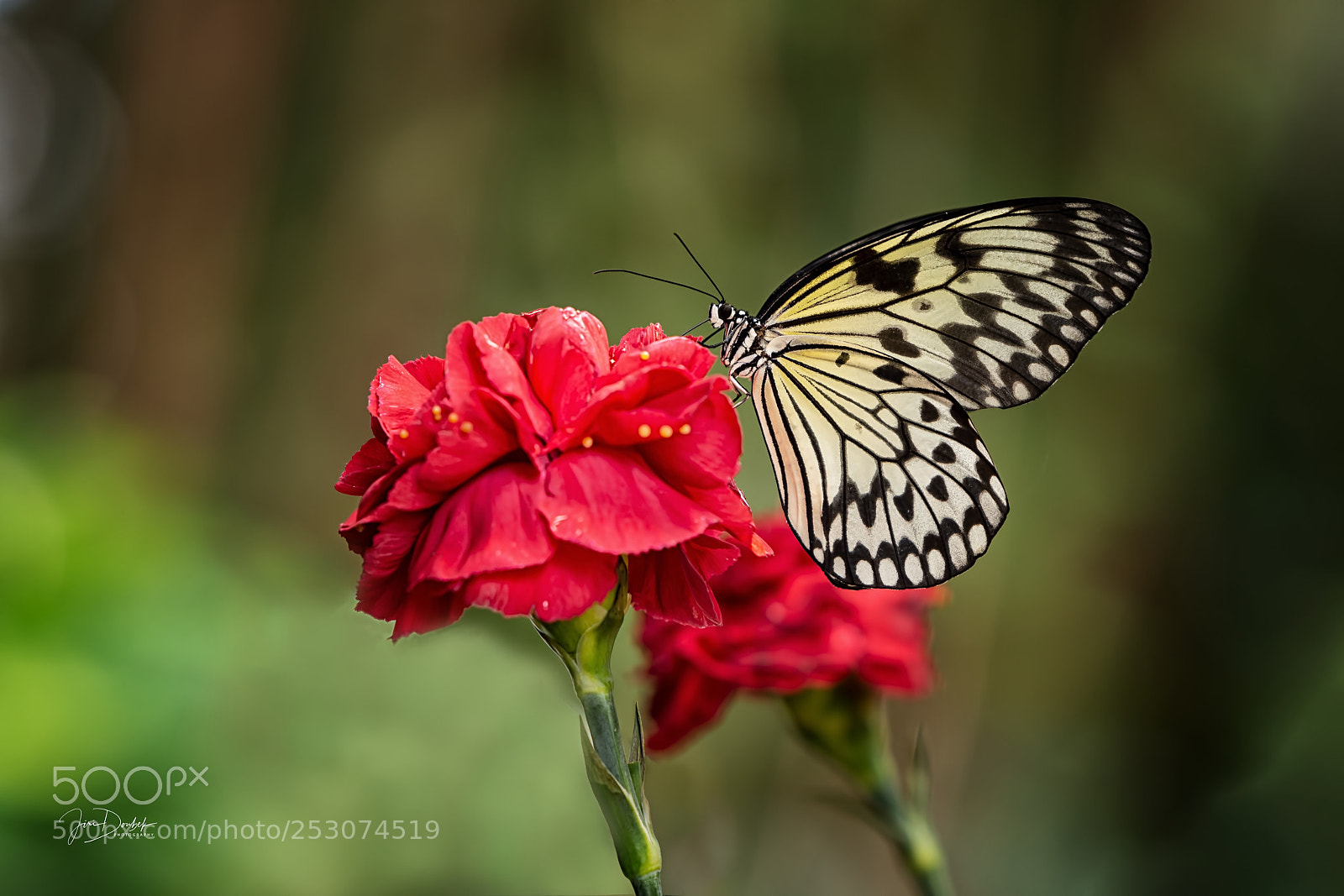 Nikon D7200 sample photo. Butterfly photography