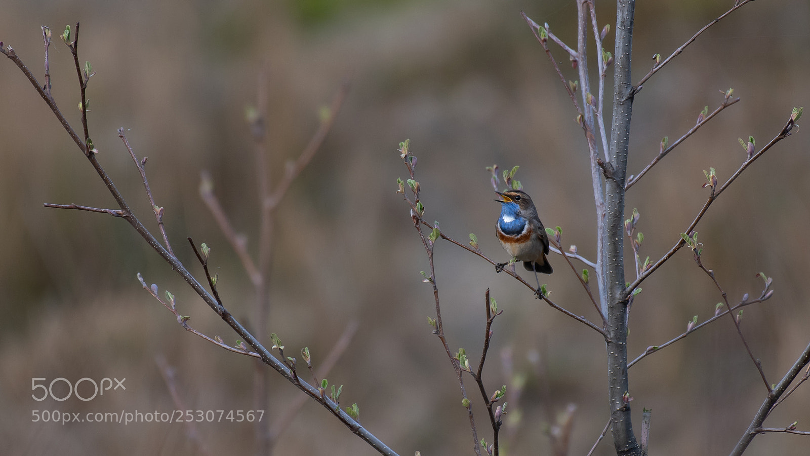 Nikon D500 sample photo. Blauwborst 2 photography