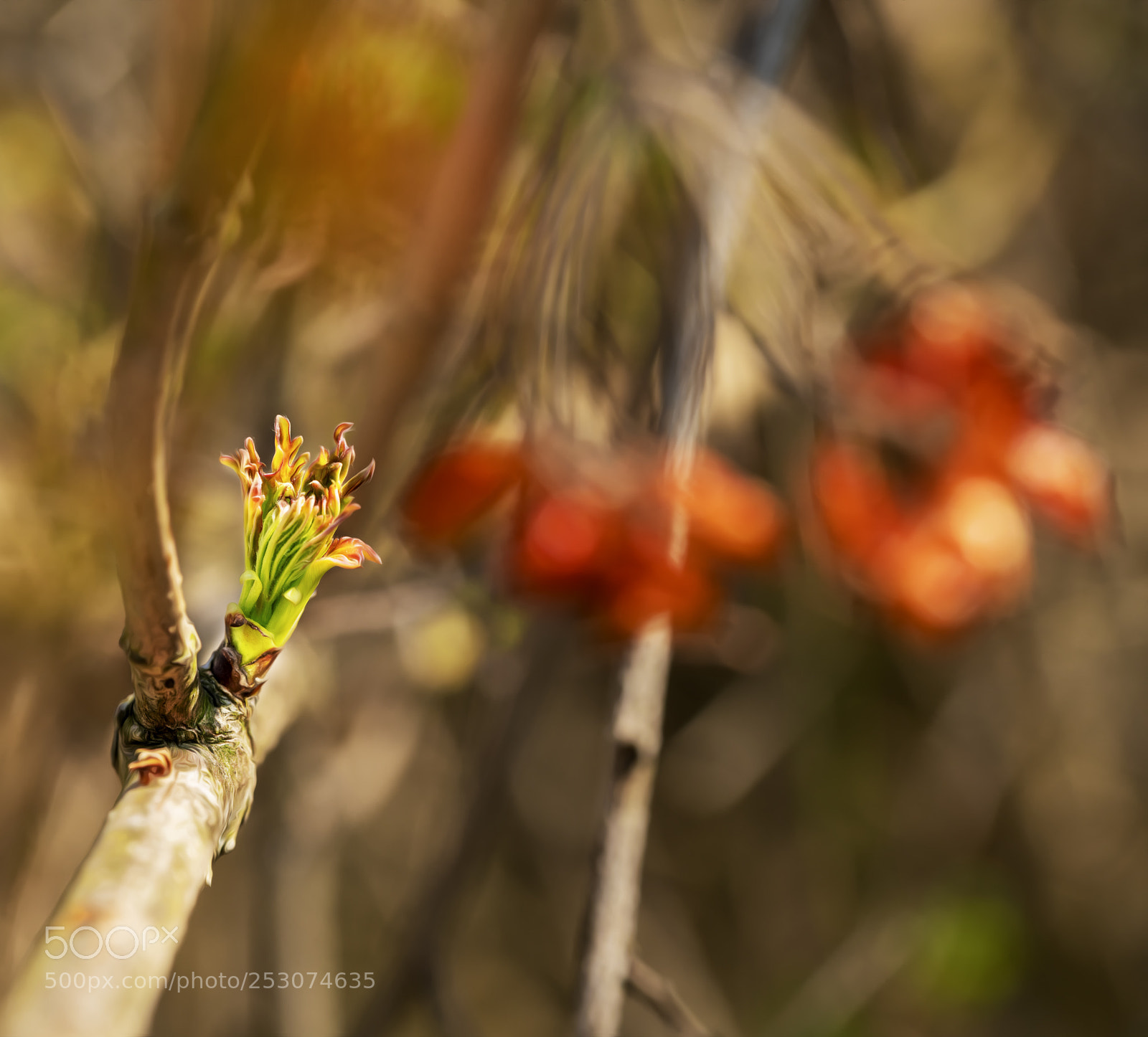 Sony a7R II sample photo. Spring photography