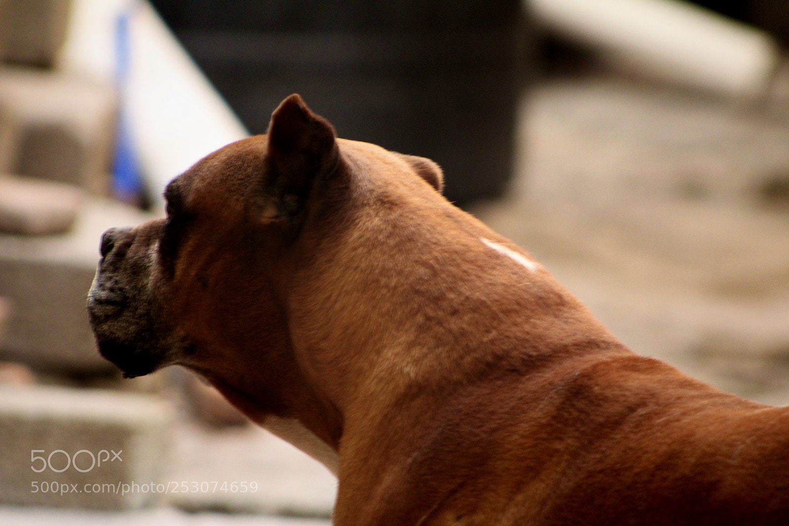 Canon EOS 1300D (EOS Rebel T6 / EOS Kiss X80) sample photo. Dog photography