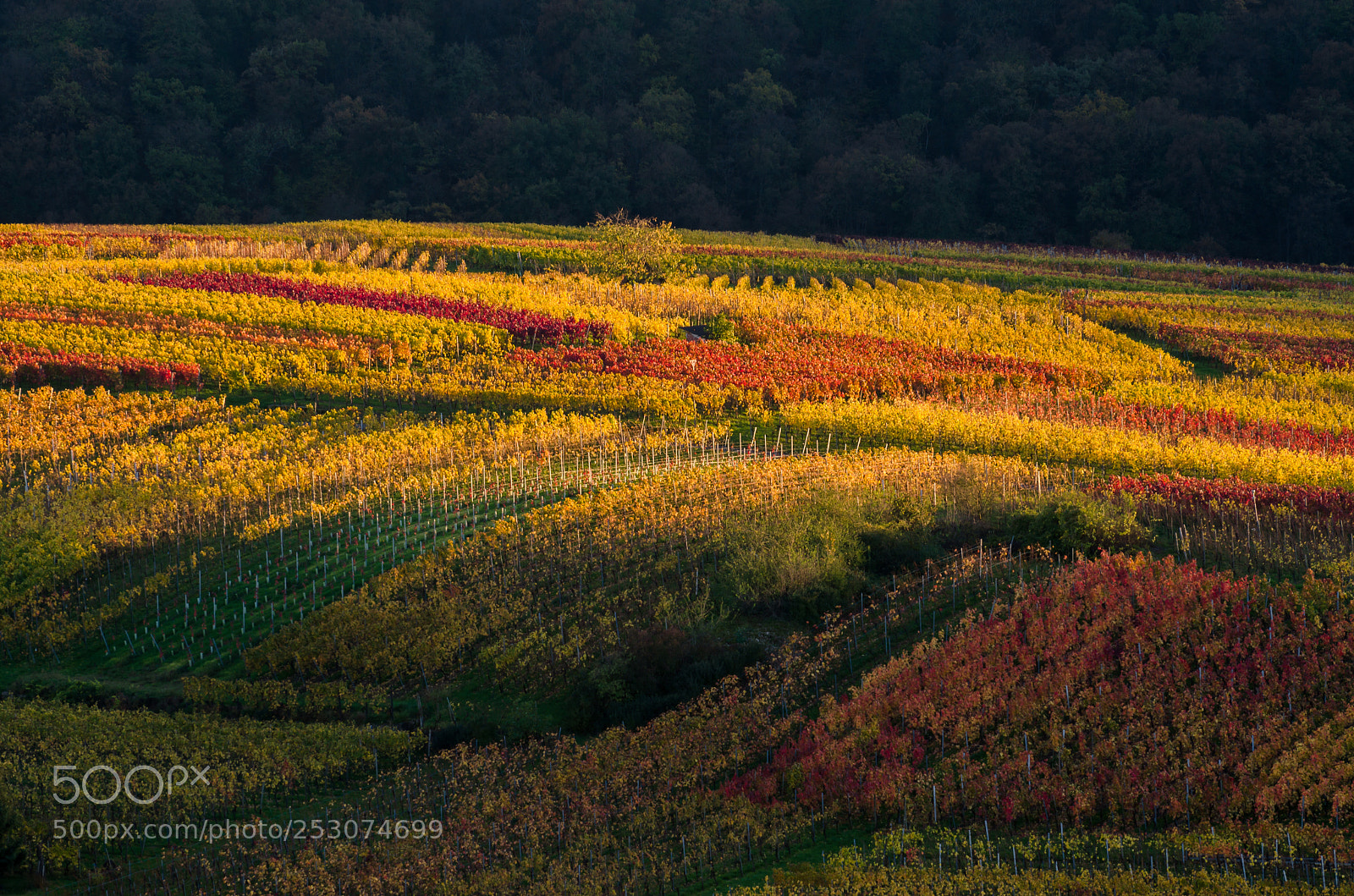Nikon D7000 sample photo. Autumnal vineyard photography