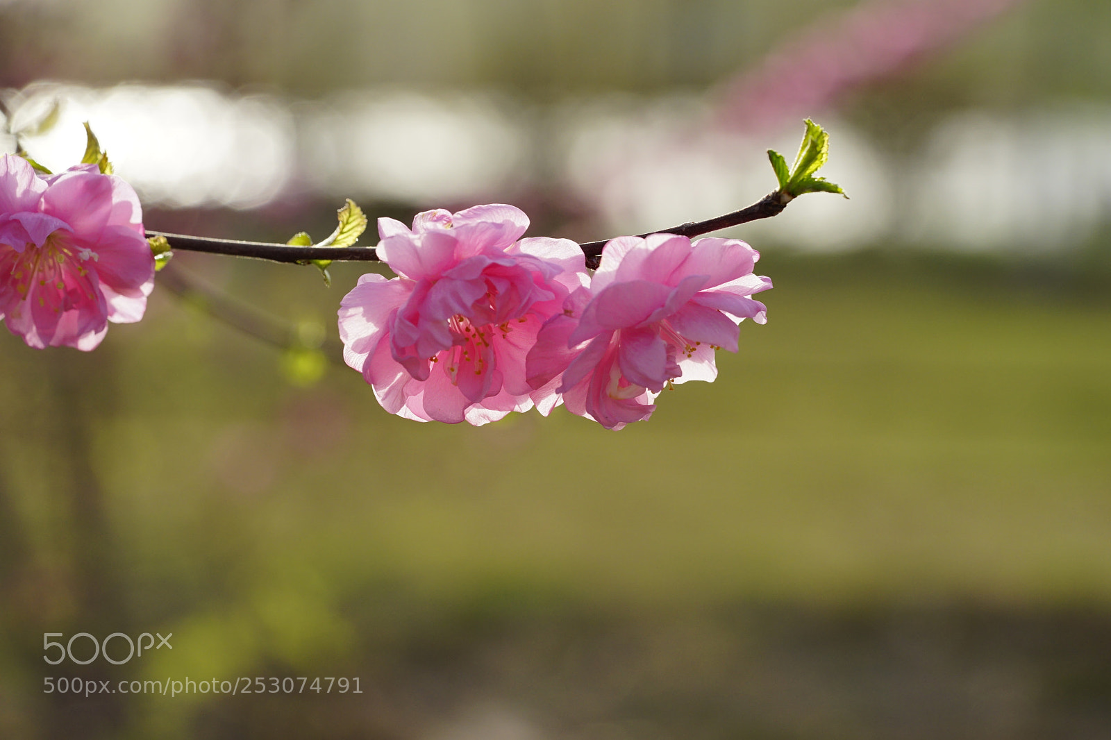 Sony a7 II sample photo. 光影耀目花更新 photography