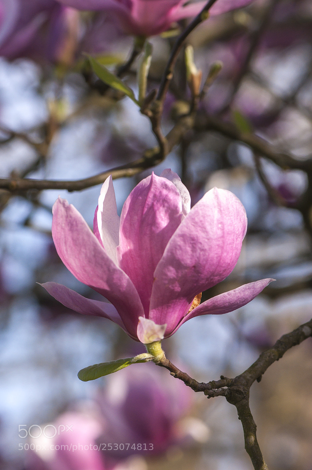 Nikon D90 sample photo. Magnolia blooming photography