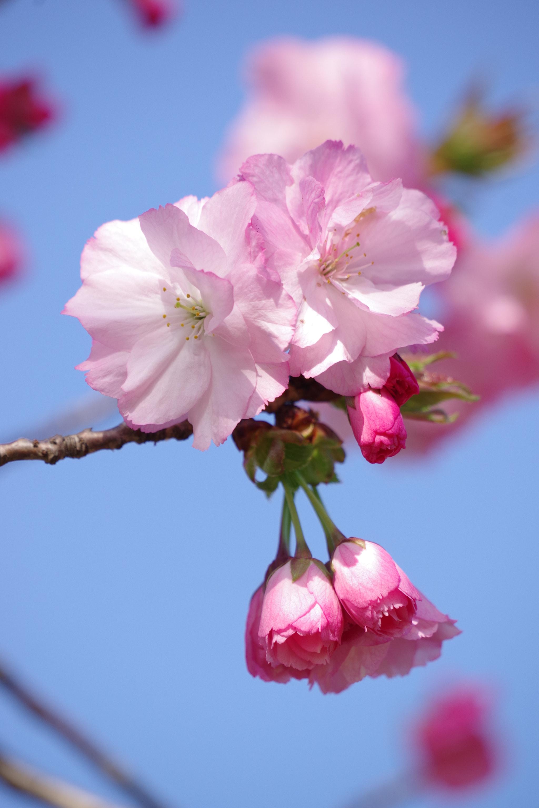 Pentax K-70 sample photo. Sakura 2018 #16 photography