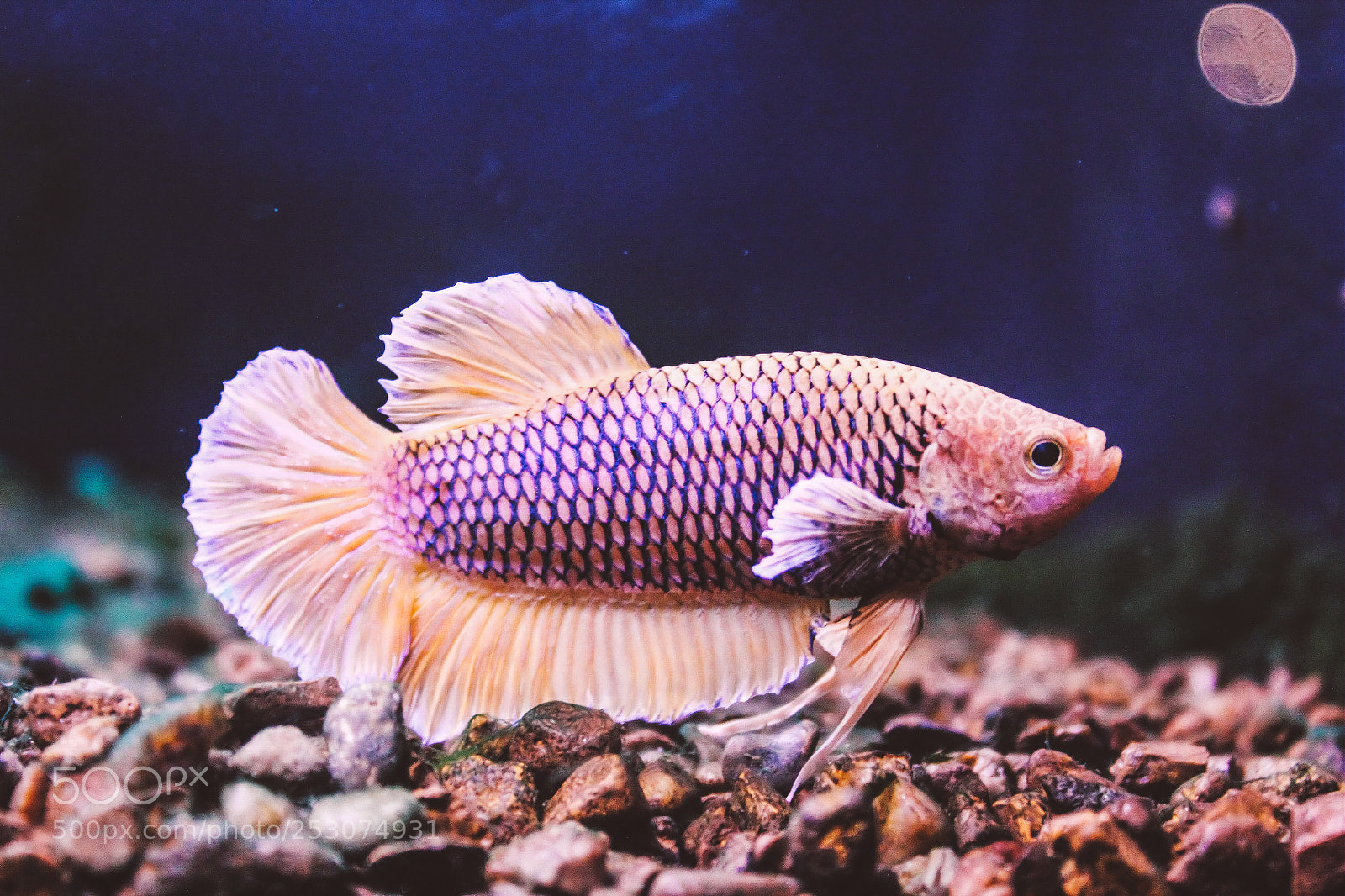 Canon EOS 550D (EOS Rebel T2i / EOS Kiss X4) sample photo. ]__ピンクの魚__[ photography
