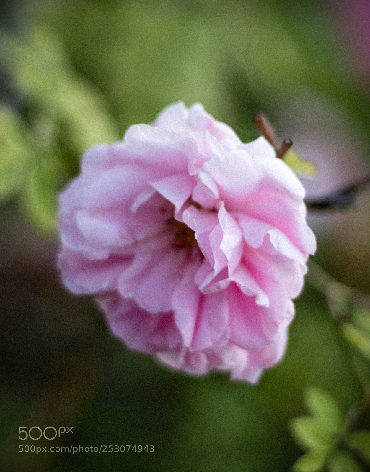Canon EOS 80D sample photo. Img photography