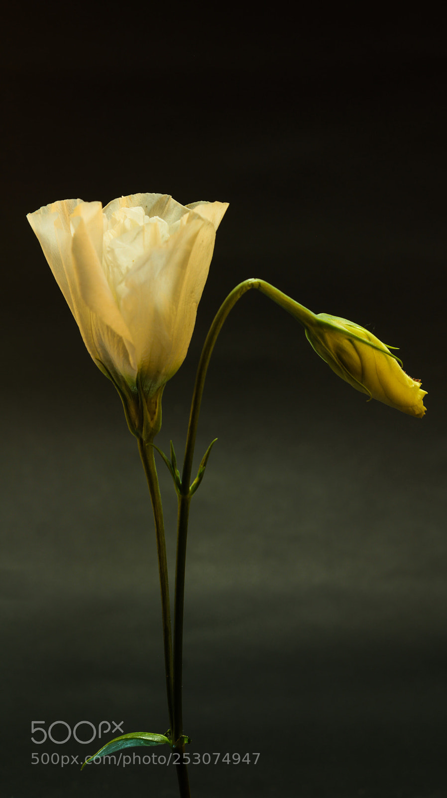 Canon EOS 1200D (EOS Rebel T5 / EOS Kiss X70 / EOS Hi) sample photo. Flor marchita photography