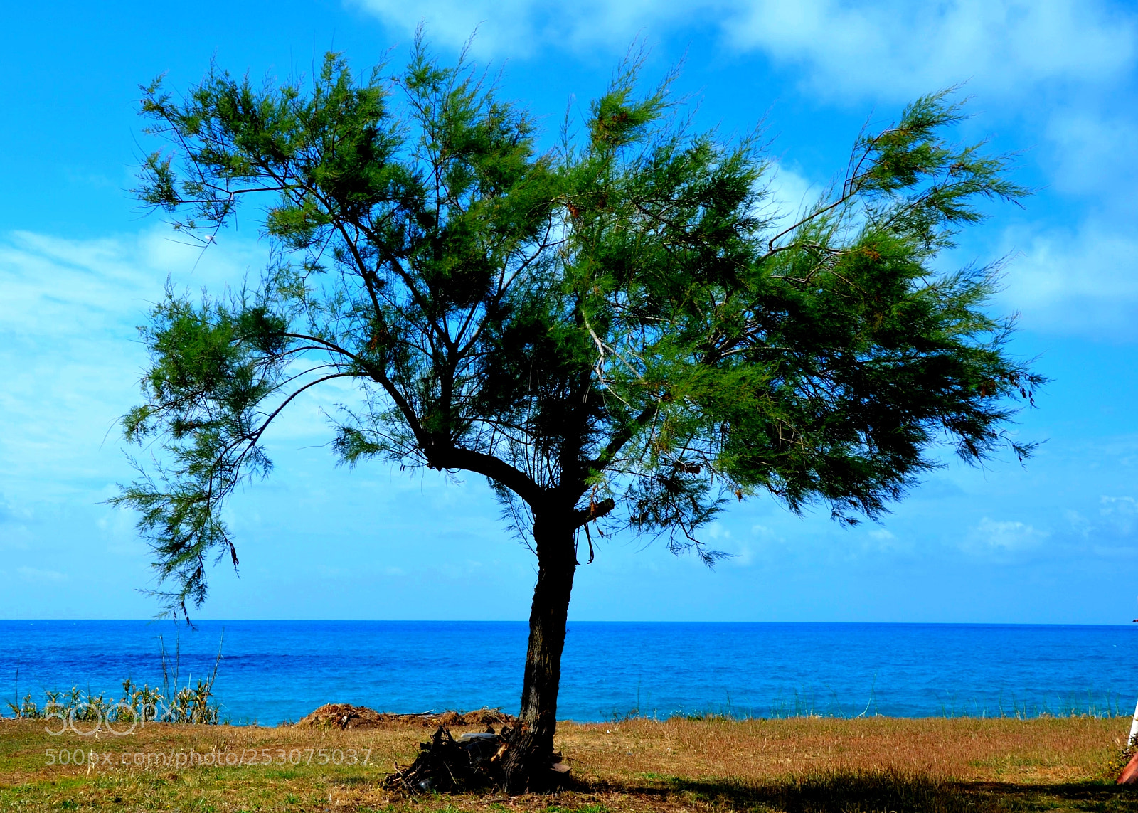 Nikon D5100 sample photo. Nature photography