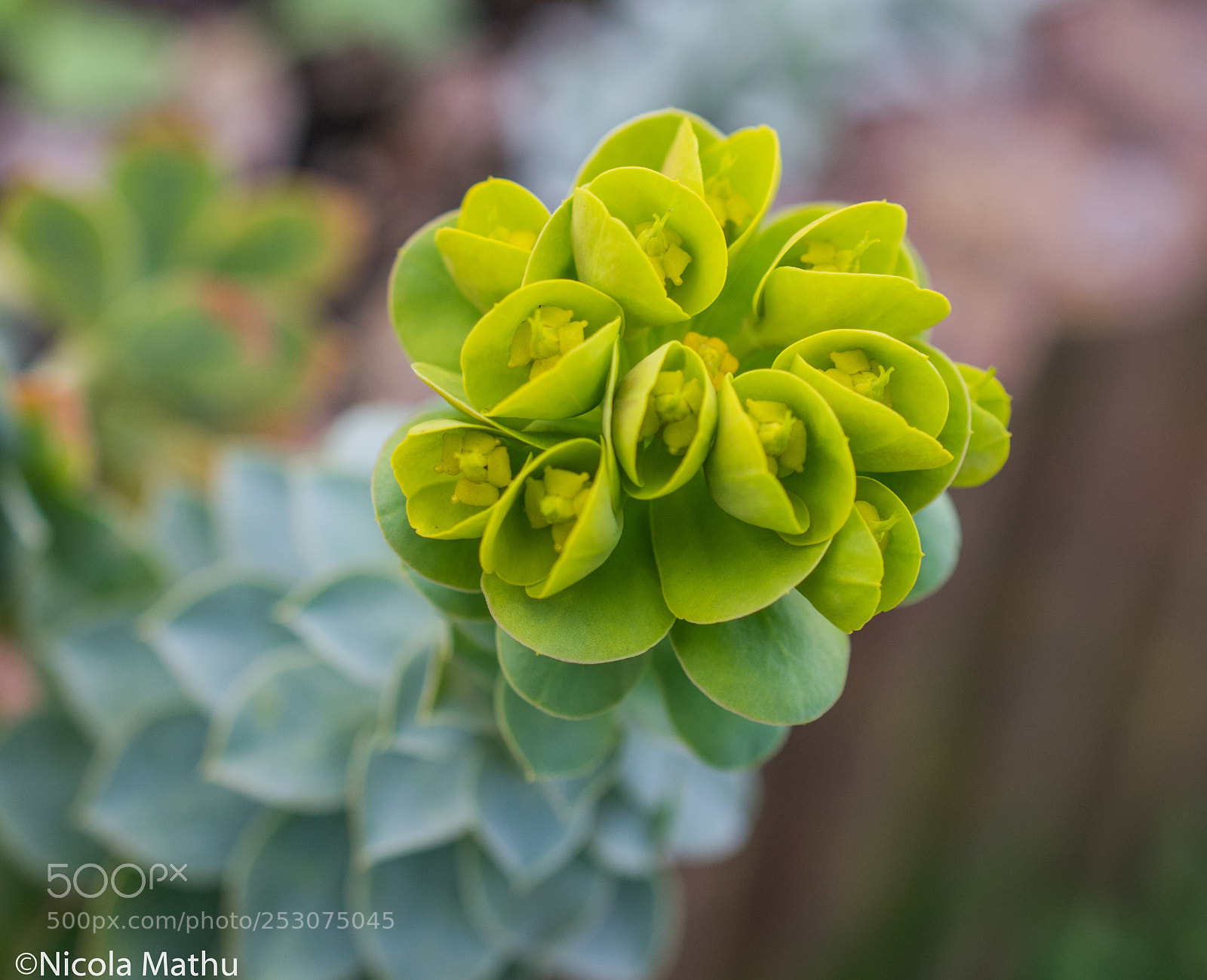 Nikon D5300 sample photo. Dsc photography