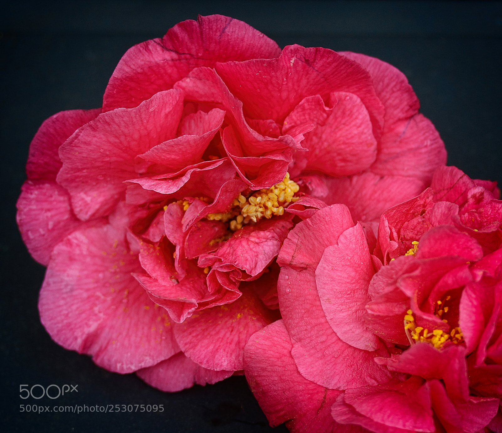 Canon EOS 70D sample photo. Camelia photography