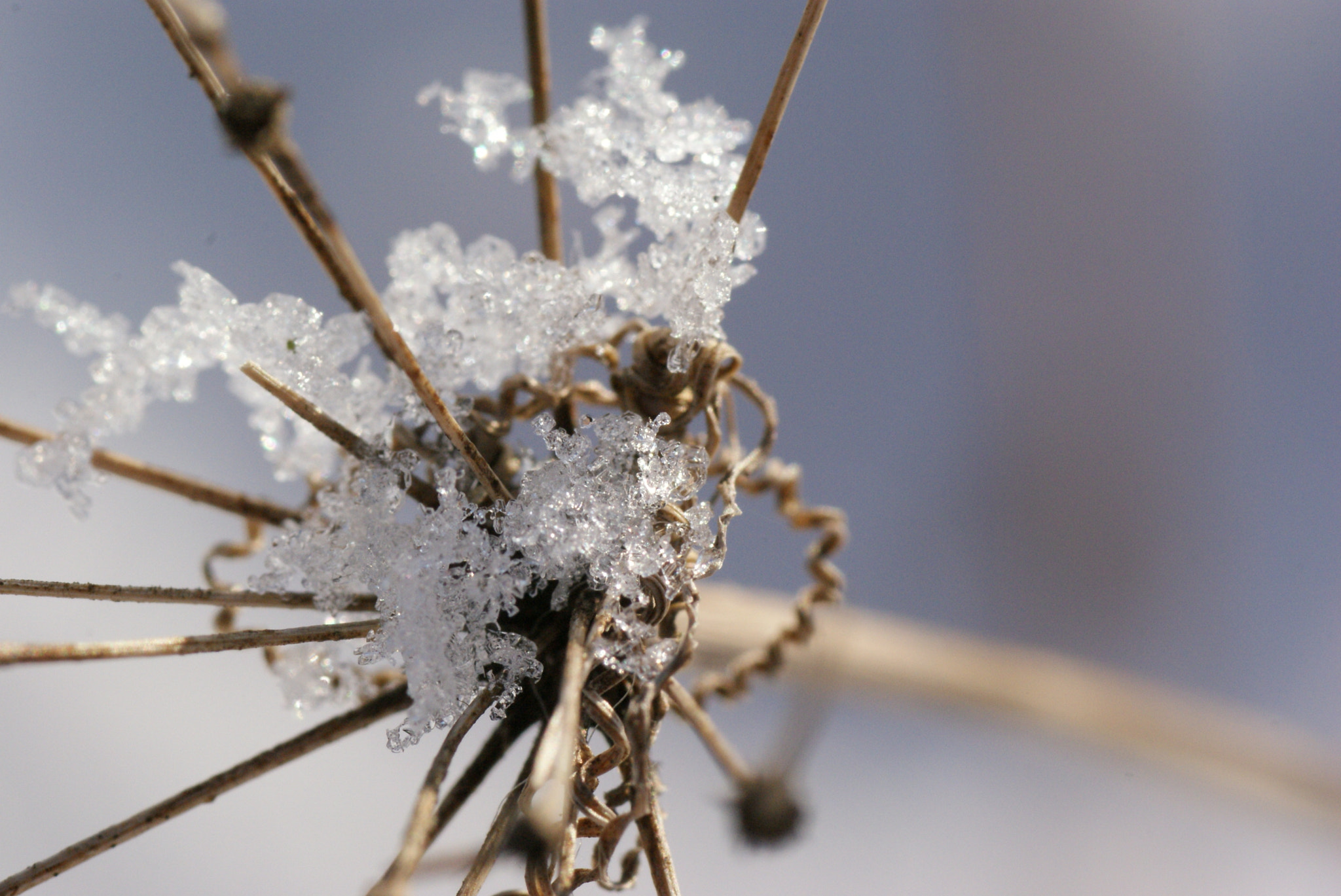 Sony Alpha DSLR-A200 + Tamron SP AF 90mm F2.8 Di Macro sample photo