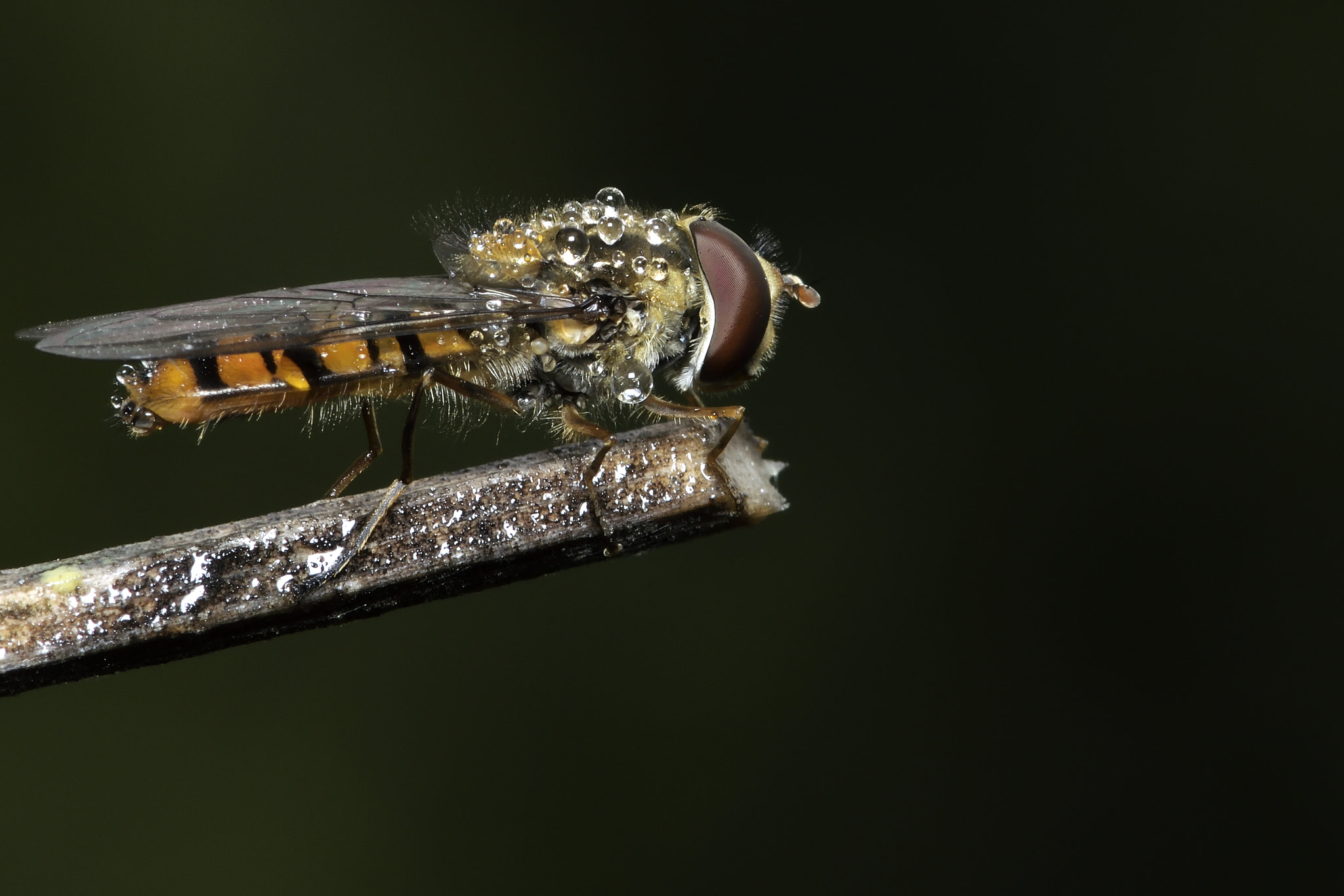 Nikon AF-S Micro-Nikkor 105mm F2.8G IF-ED VR sample photo. Macro photography