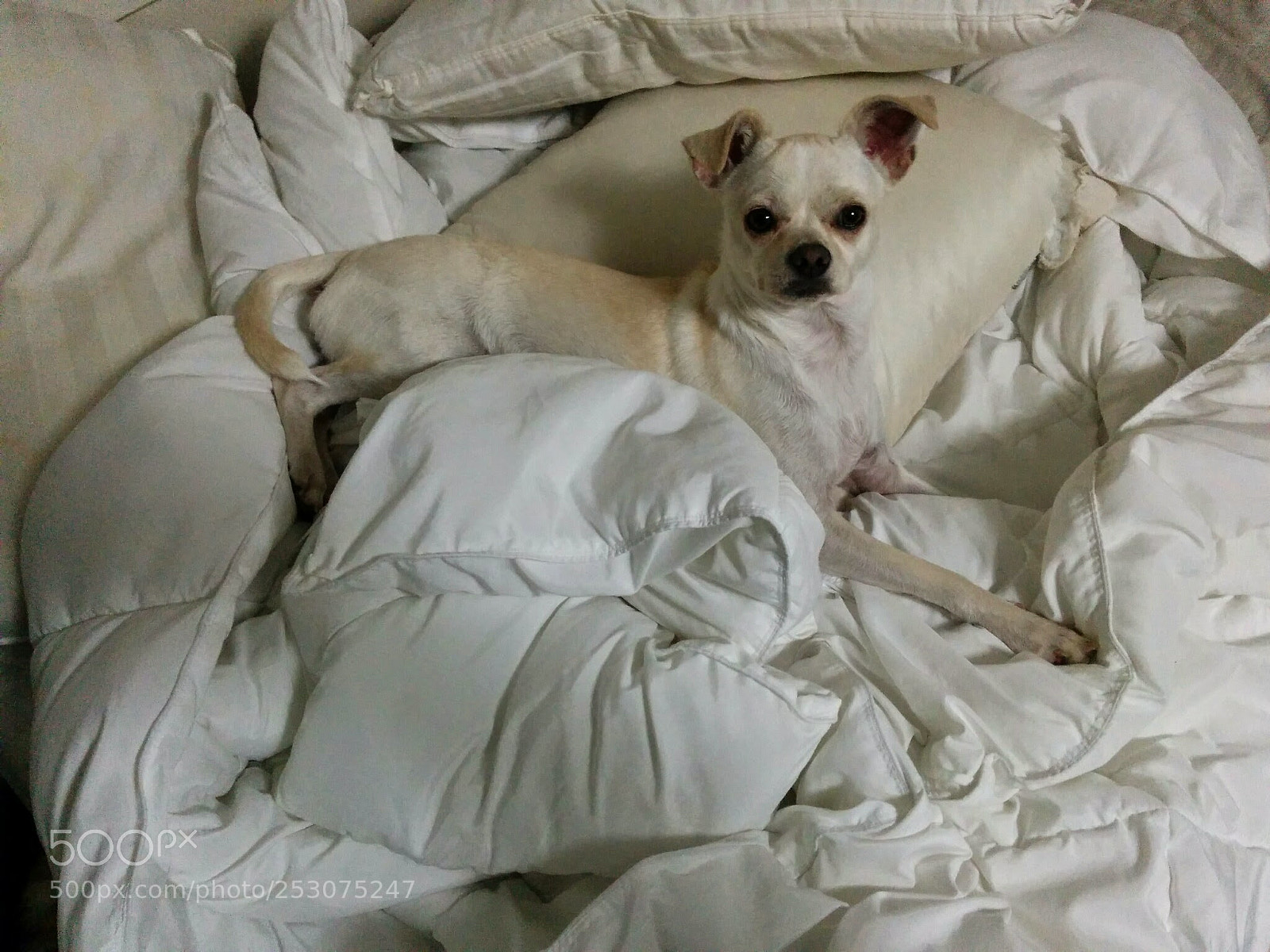 LG Nexus 5 sample photo. Pampered pup photography