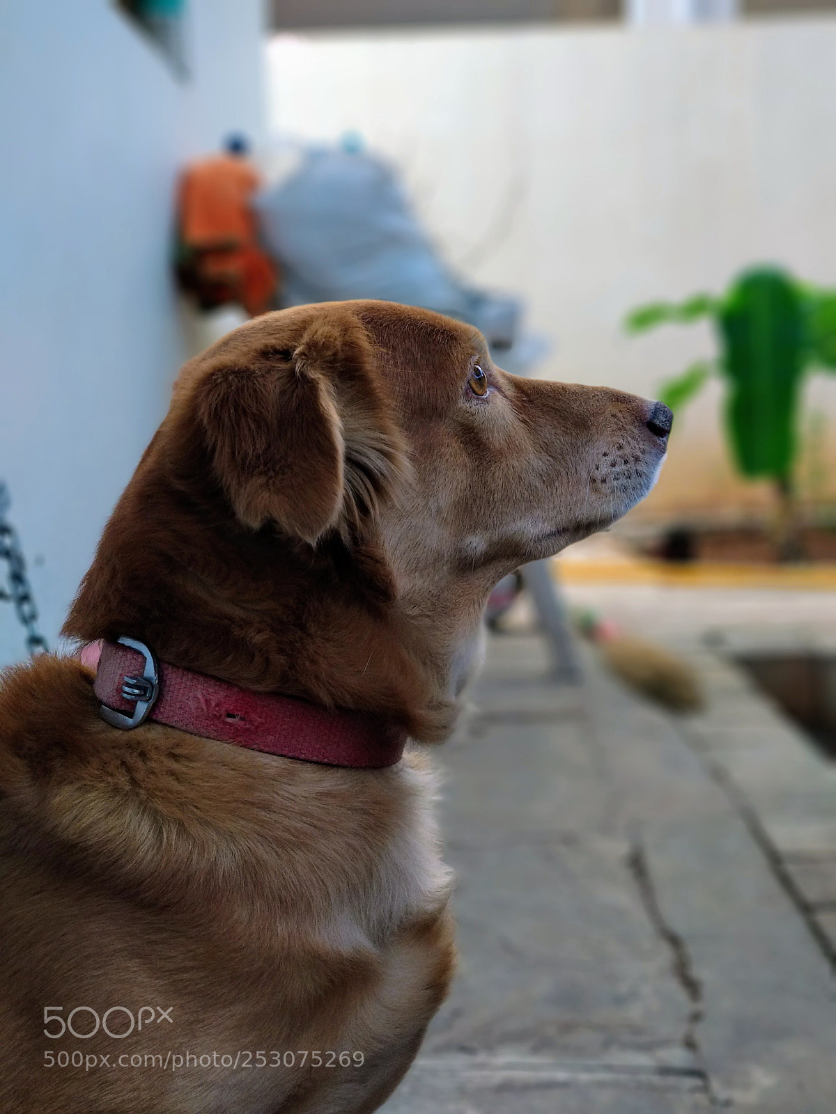 Xiaomi Mi A1 sample photo. Untitled photography