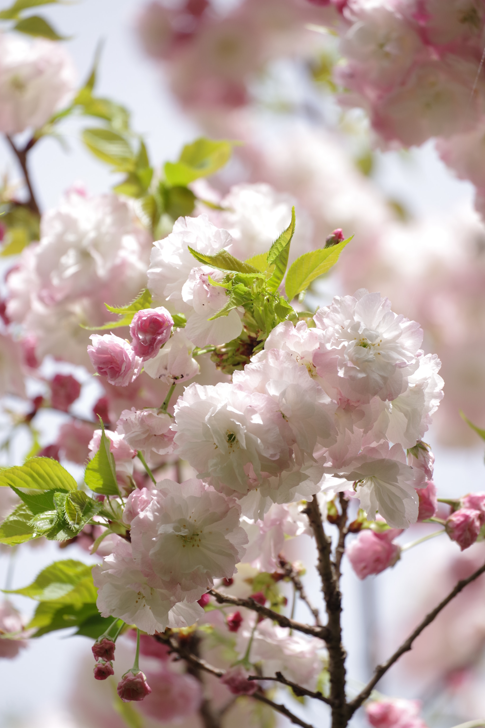 Pentax K-70 sample photo. Sakura 2018 #17 photography