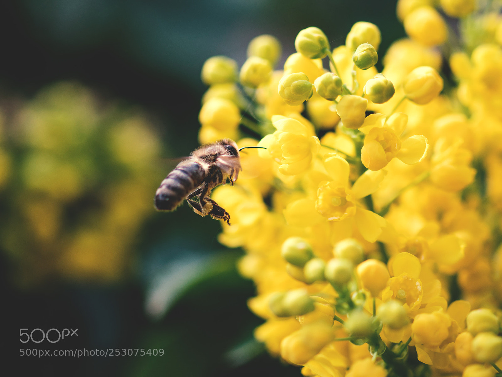 Nikon D500 sample photo. Bee photography