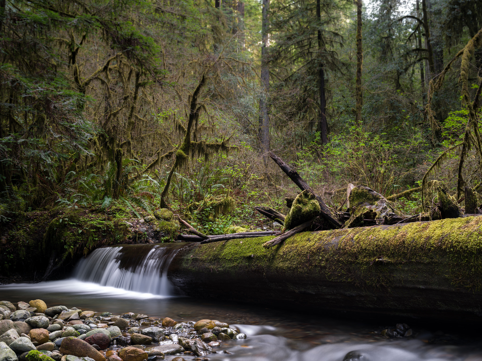 Pentax 645Z sample photo. Fallen redwood, cedar creek photography