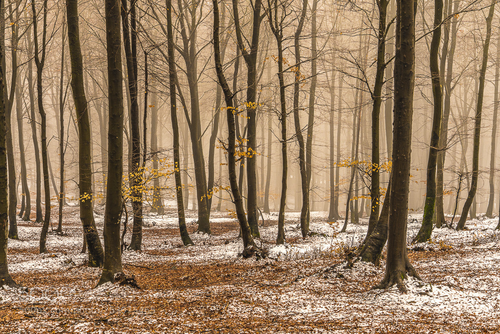 Sony a7R III sample photo. Beeches in the fog.... photography
