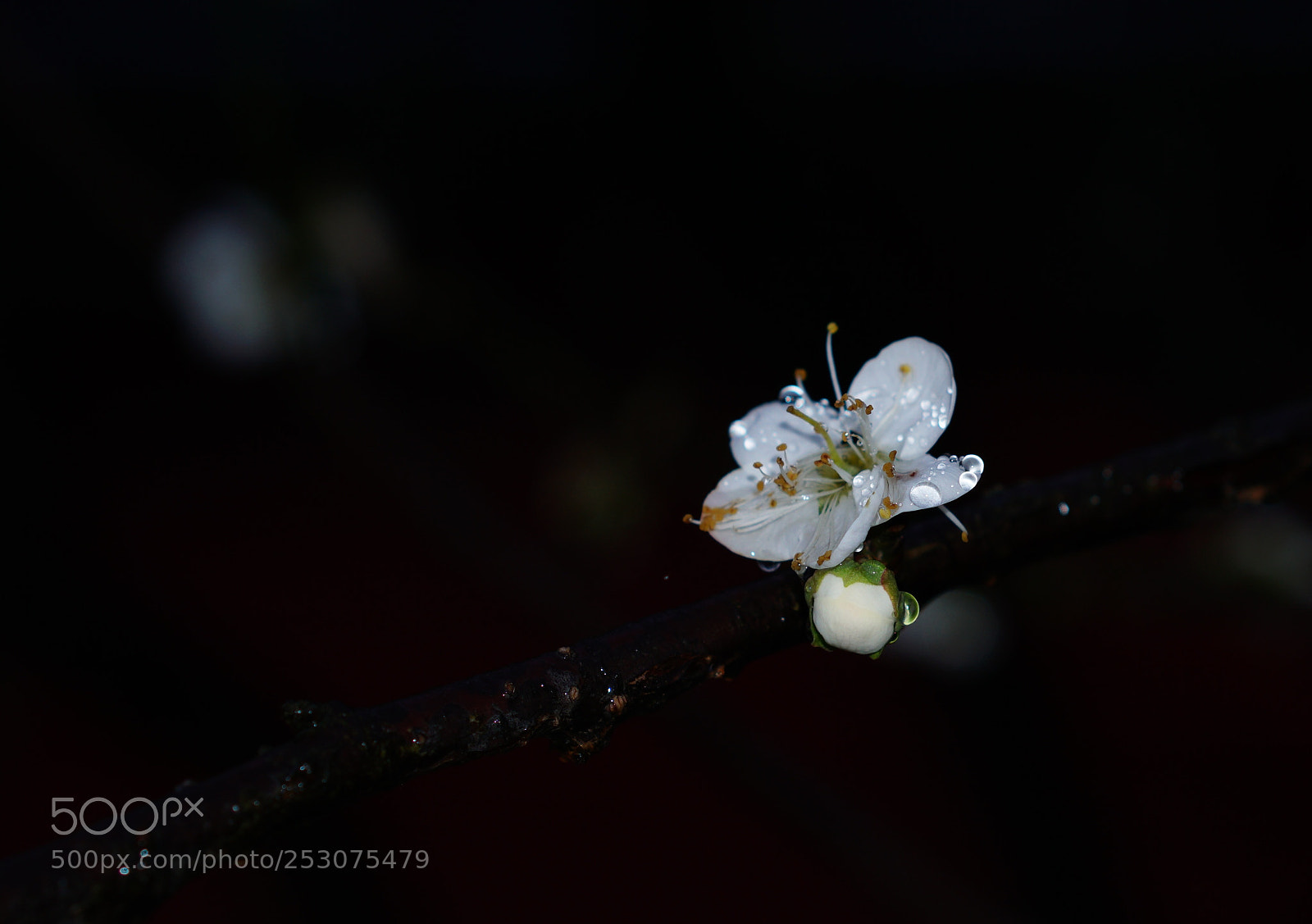 Sony a6000 sample photo. Untitled photography