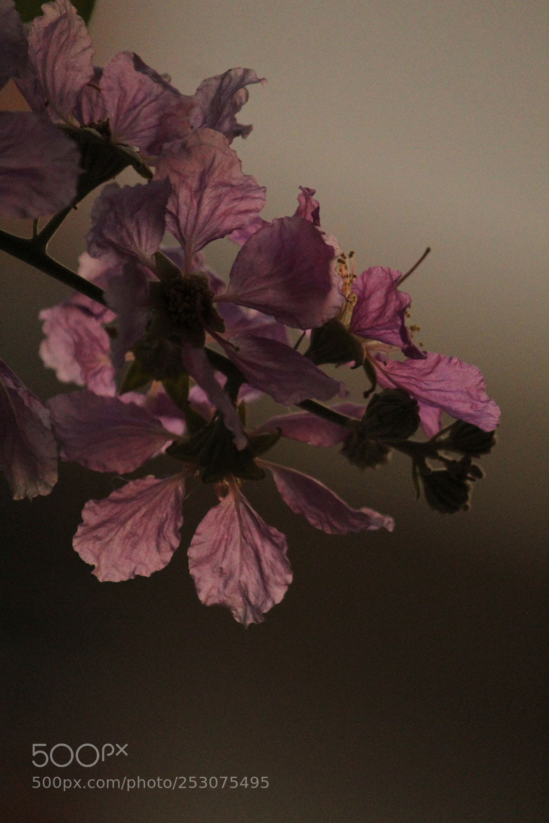 Canon EOS 1300D (EOS Rebel T6 / EOS Kiss X80) sample photo. Lavender  photography