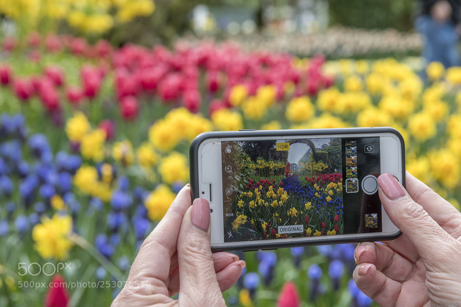 Nikon D850 sample photo. Tulip festival in skagit photography