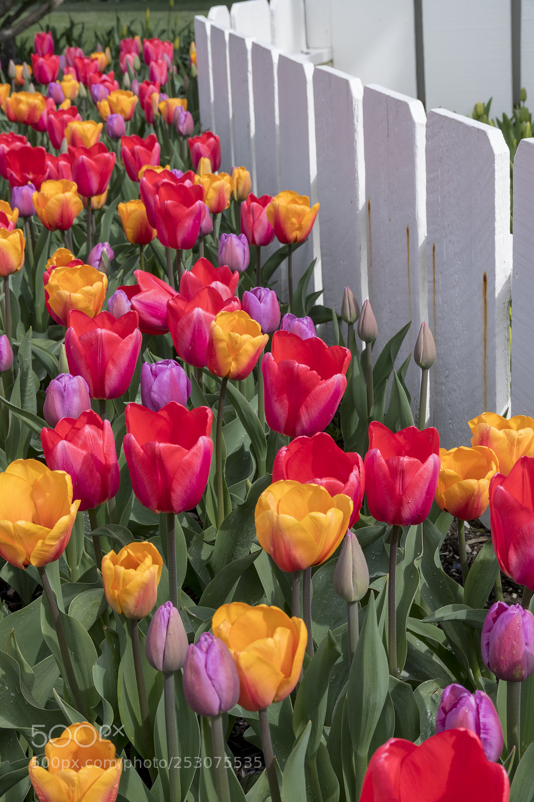 Nikon D850 sample photo. Tulip festival in skagit photography