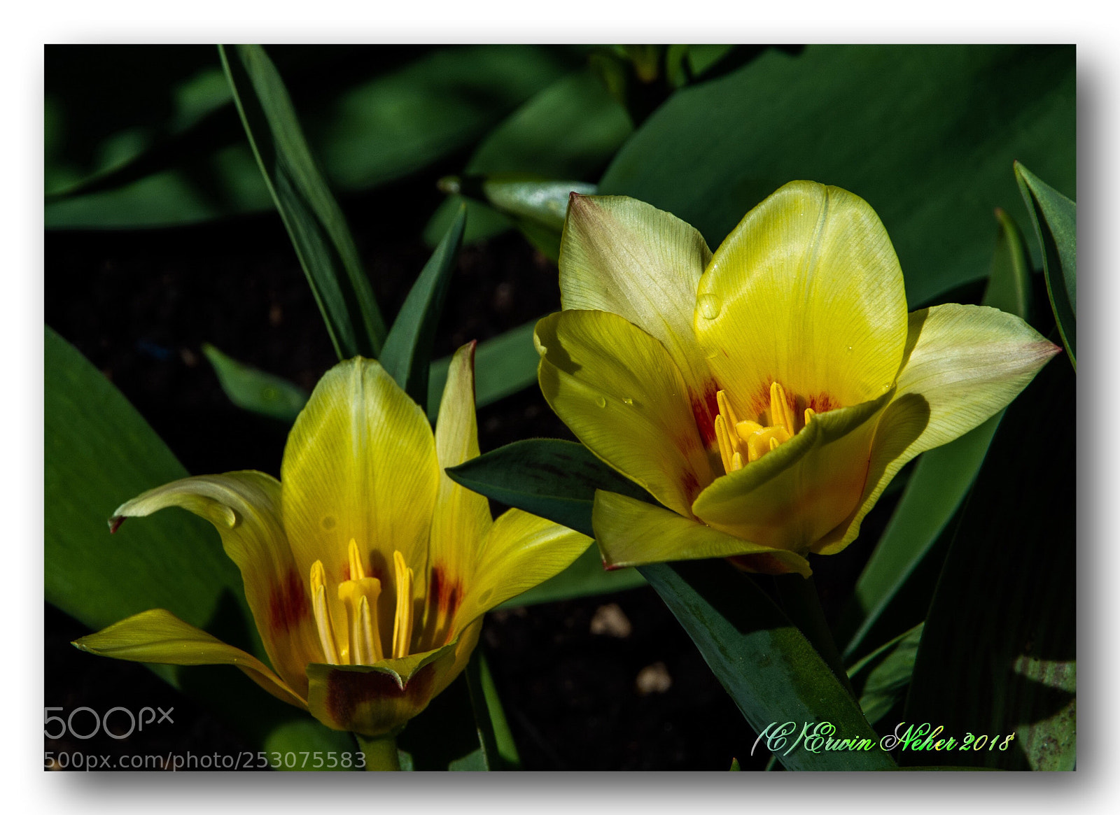 Nikon D7100 sample photo. Tulip ...#macro  photography