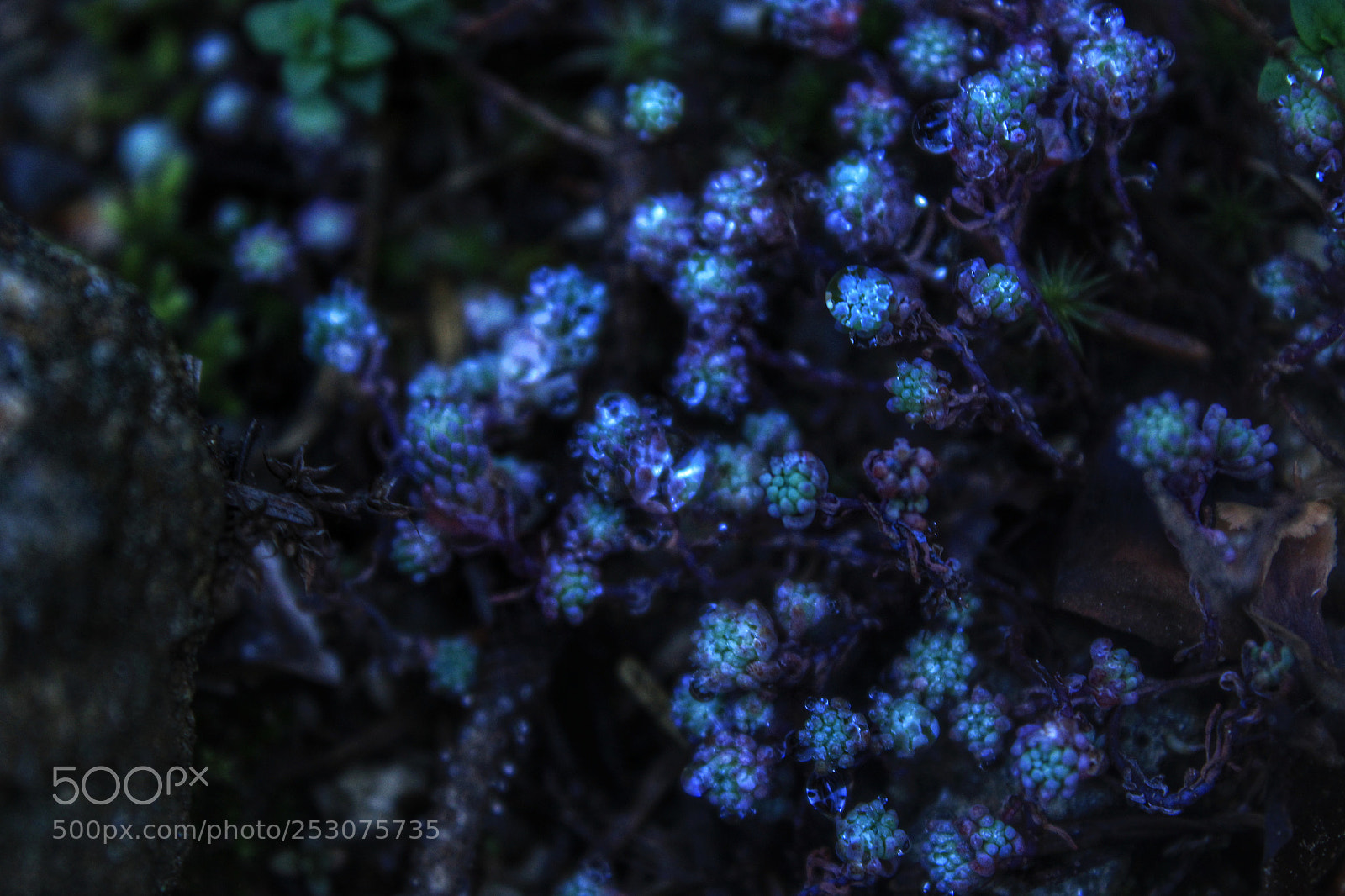 Canon EOS 1200D (EOS Rebel T5 / EOS Kiss X70 / EOS Hi) sample photo. Blue diamonds photography