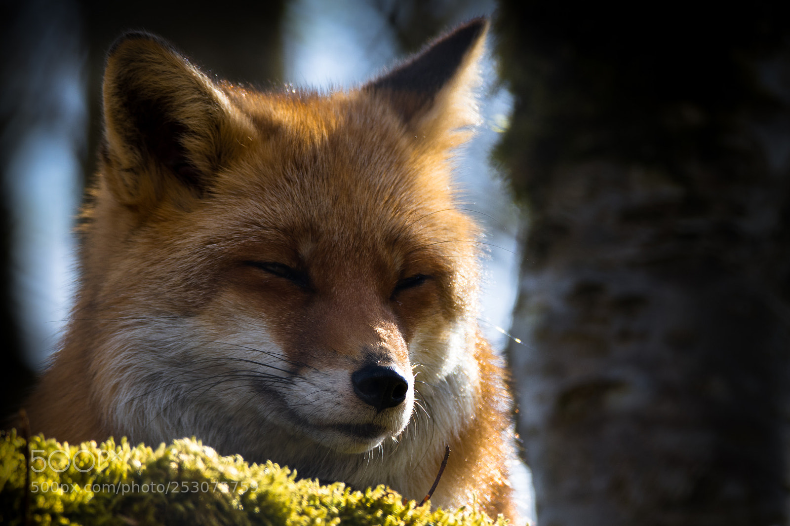 Nikon D850 sample photo. Sleeping fox photography