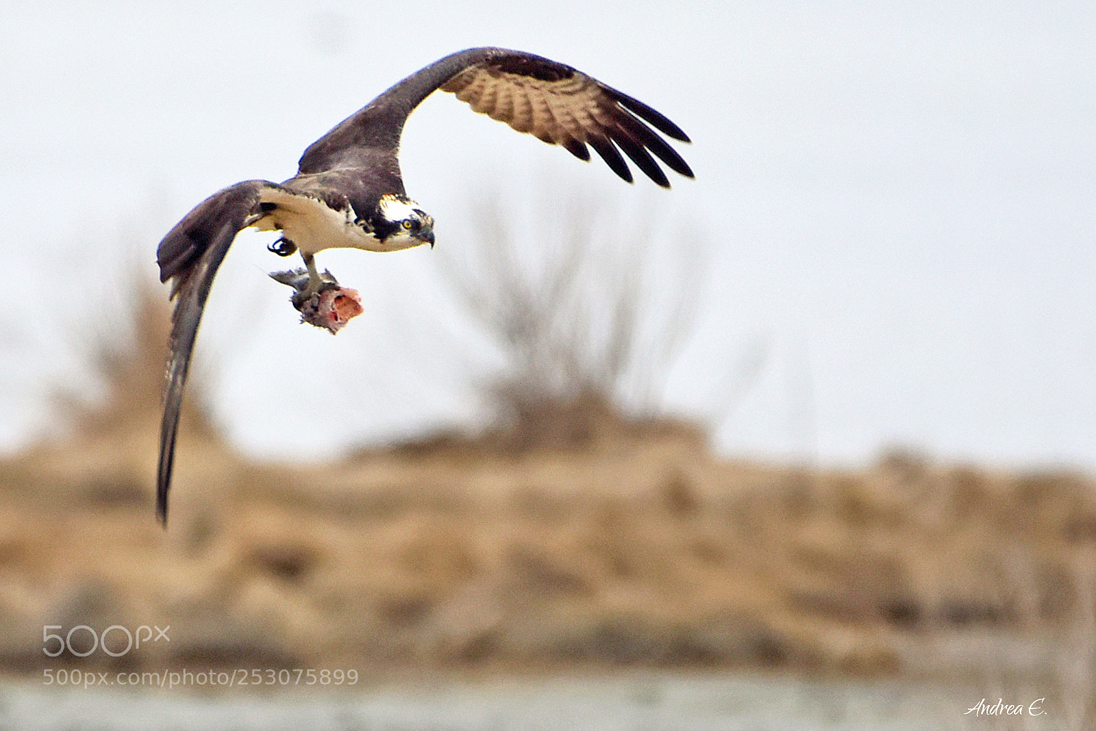 Nikon D7200 sample photo. Osprey with take out photography