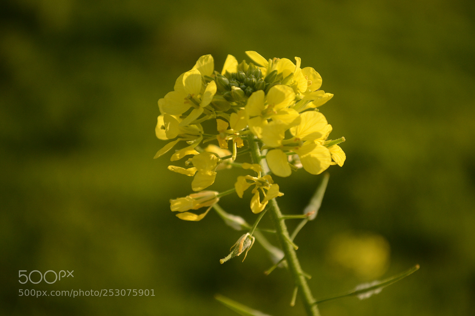 Nikon D3100 sample photo. Yellow close up photography