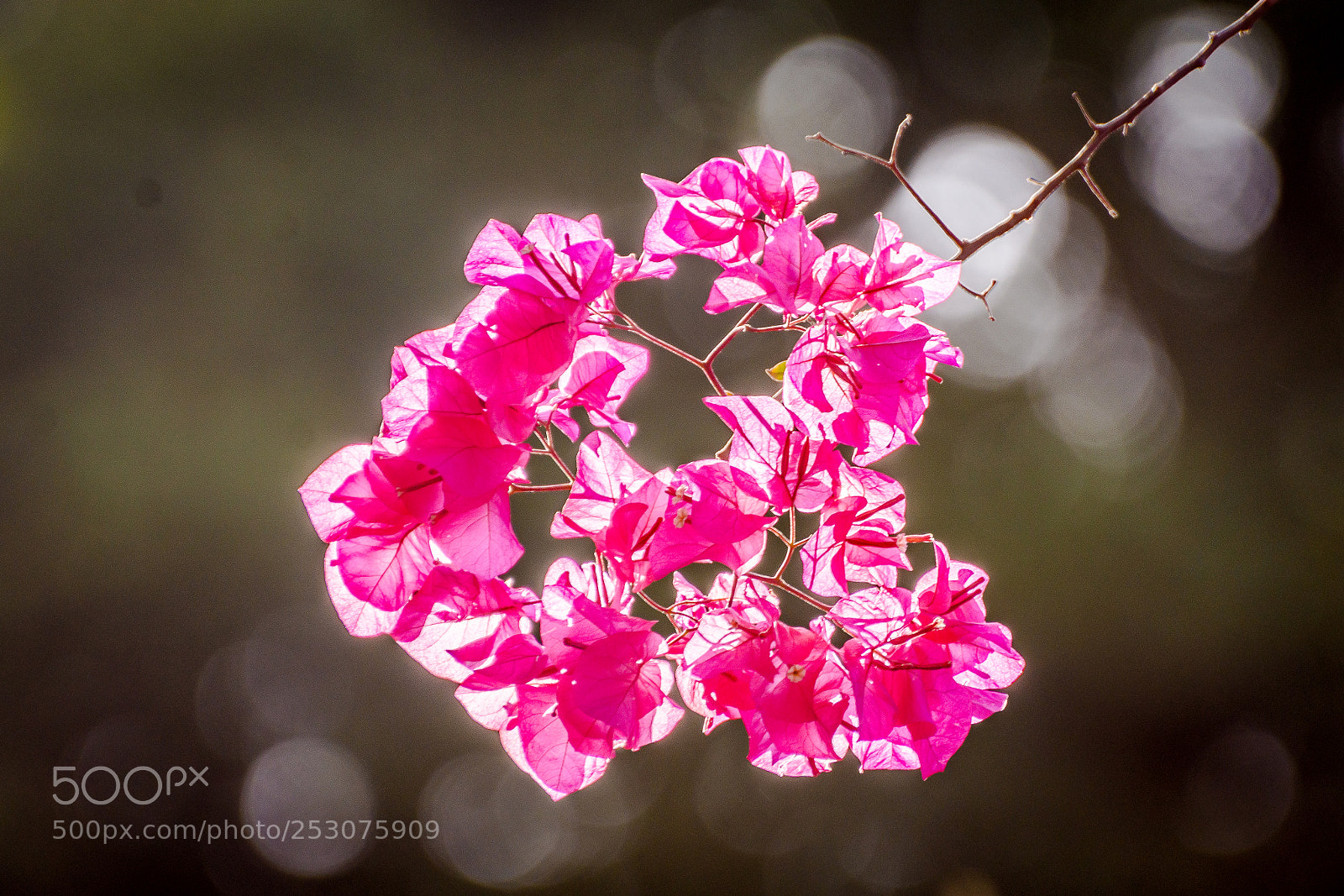 Nikon D7200 sample photo. Flower photography