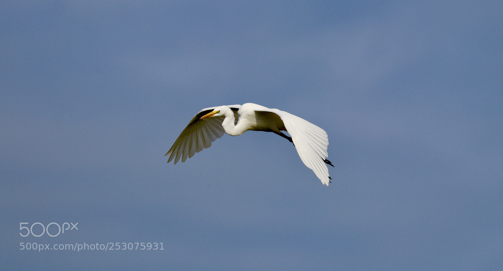Canon EOS 80D sample photo. Great egret photography