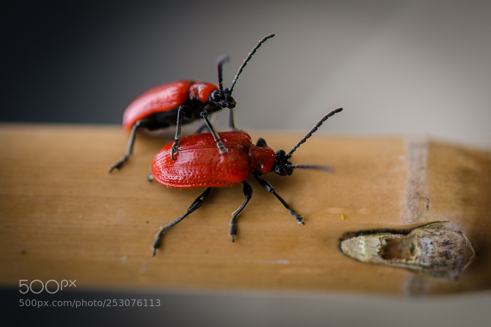 Nikon D7000 sample photo. Red beatles photography