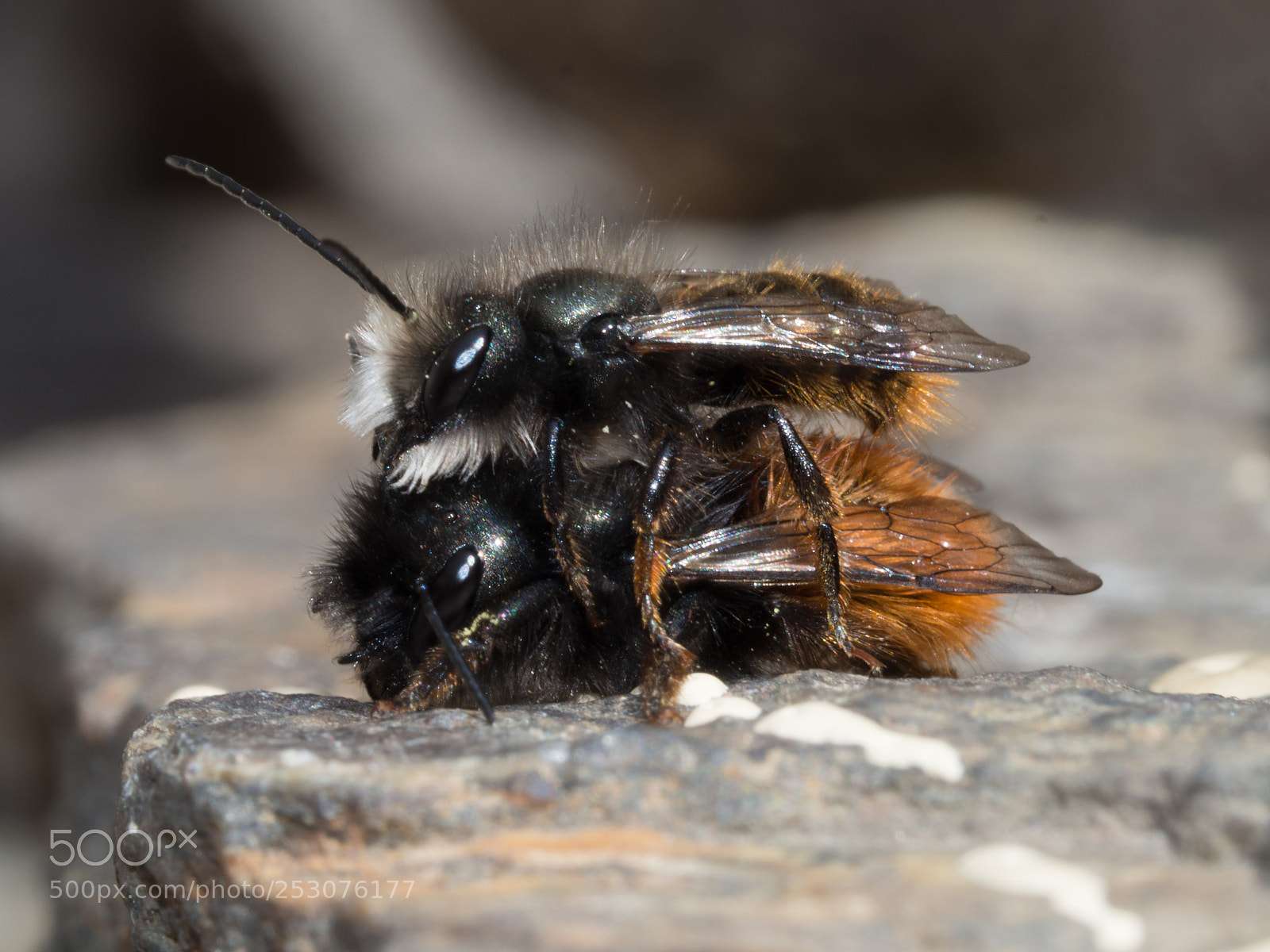 Olympus OM-D E-M10 II sample photo. Wildbees in love photography