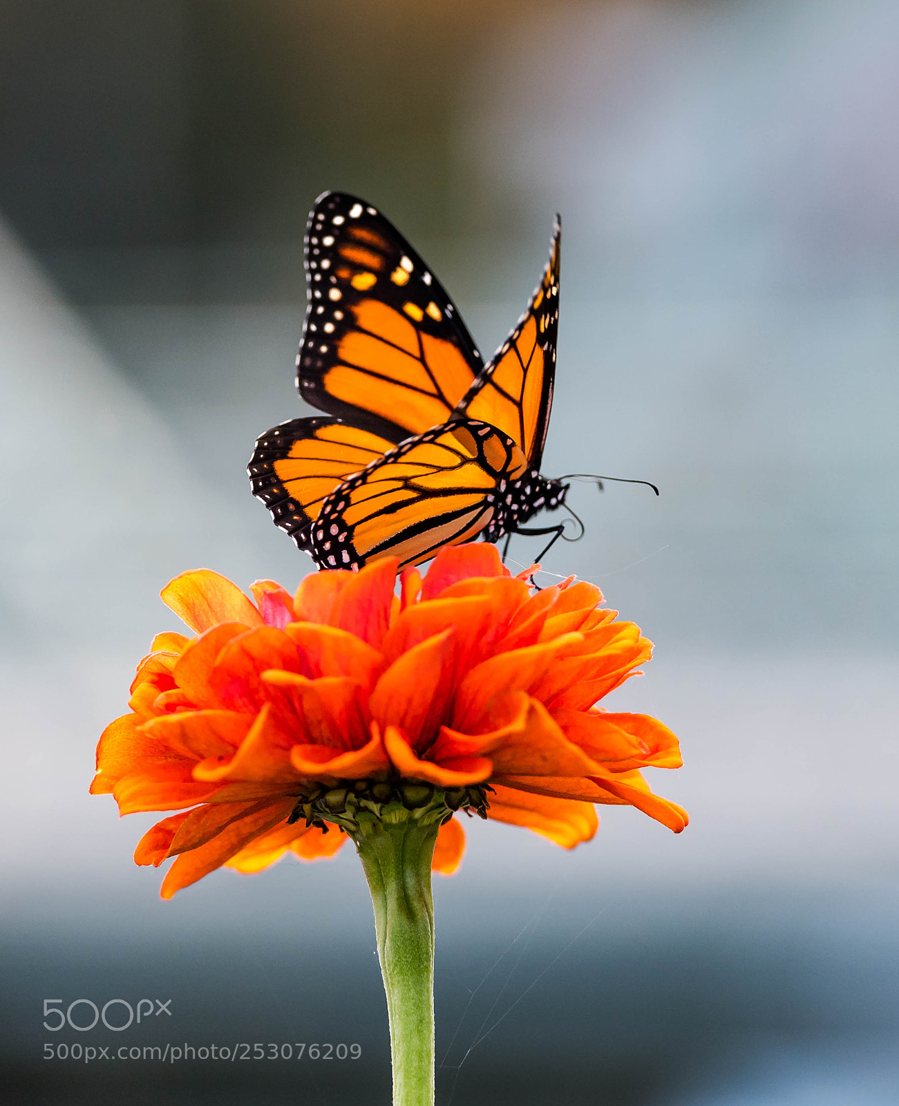 Nikon D5 sample photo. A pair photography
