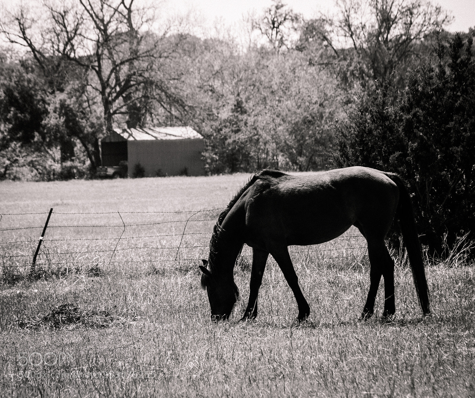 Canon EOS 1100D (EOS Rebel T3 / EOS Kiss X50) sample photo. Horse grazing photography