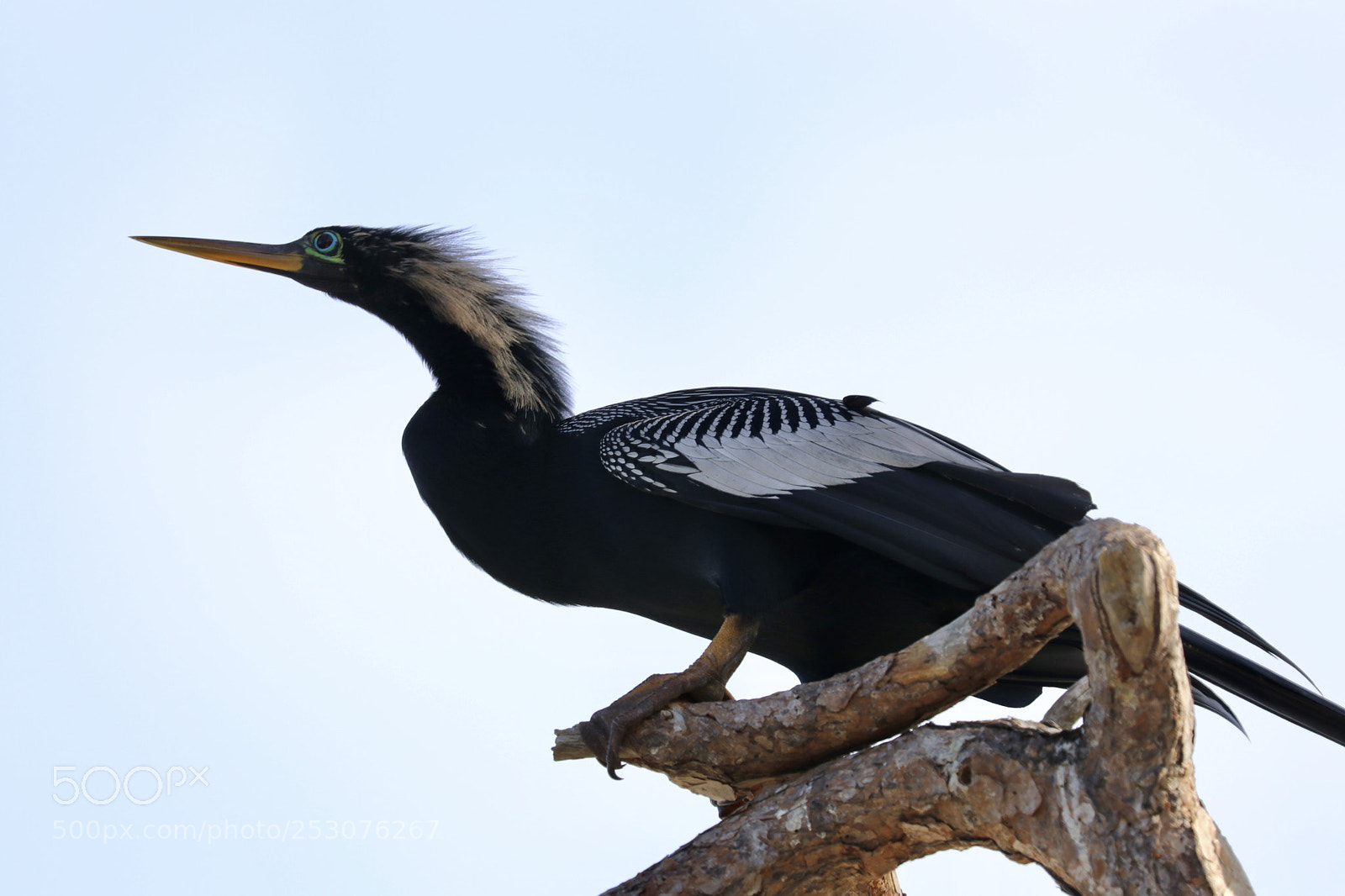 Canon EOS 80D sample photo. Anhinga  photography