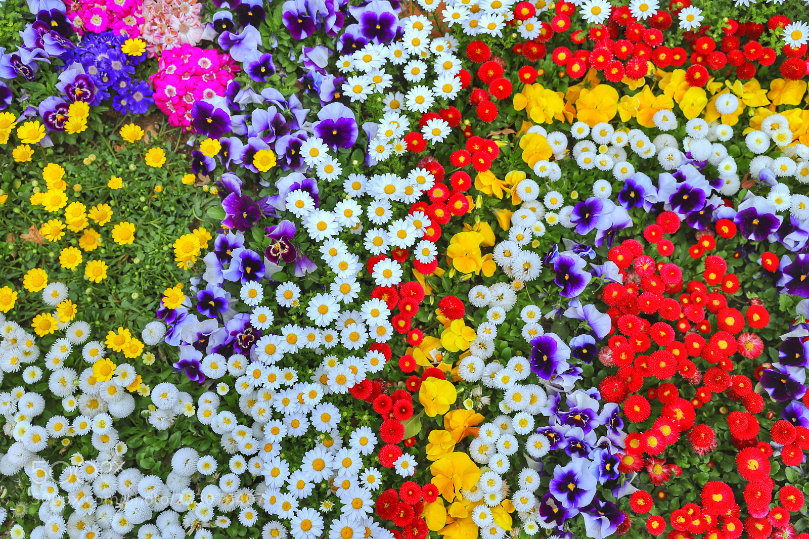 Canon EOS 6D Mark II sample photo. Dazzling flowers in seoul. photography