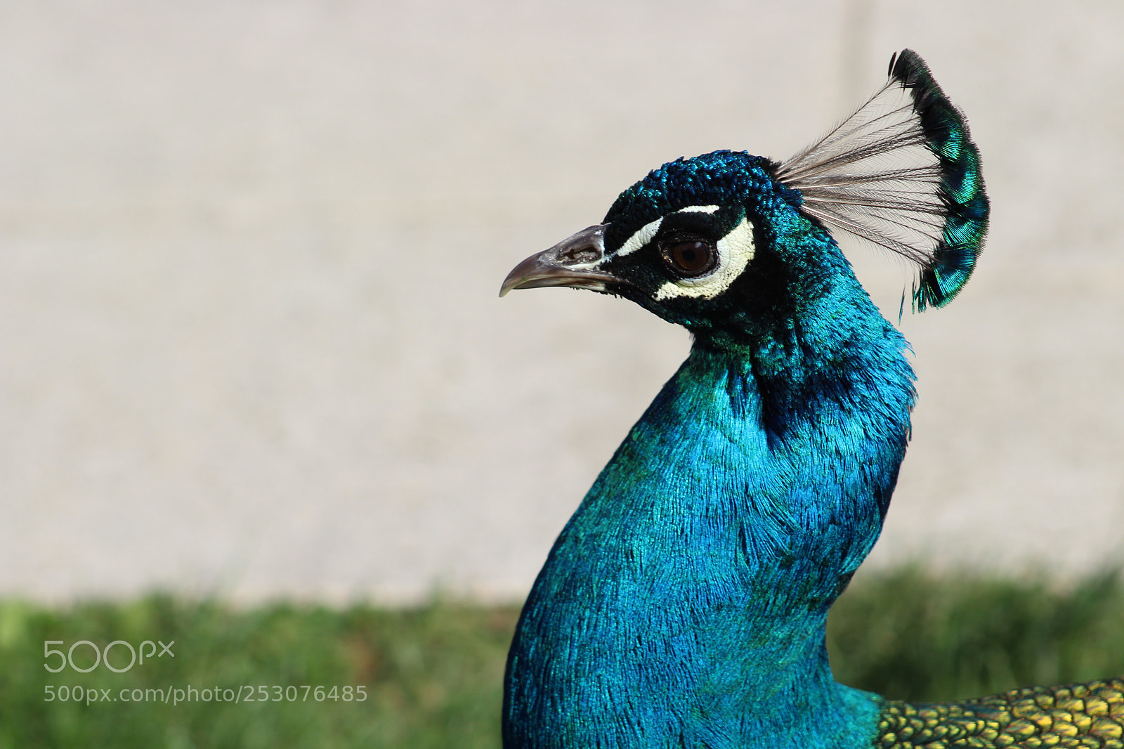 Canon EOS 1300D (EOS Rebel T6 / EOS Kiss X80) sample photo. Peacock, 2018 photography