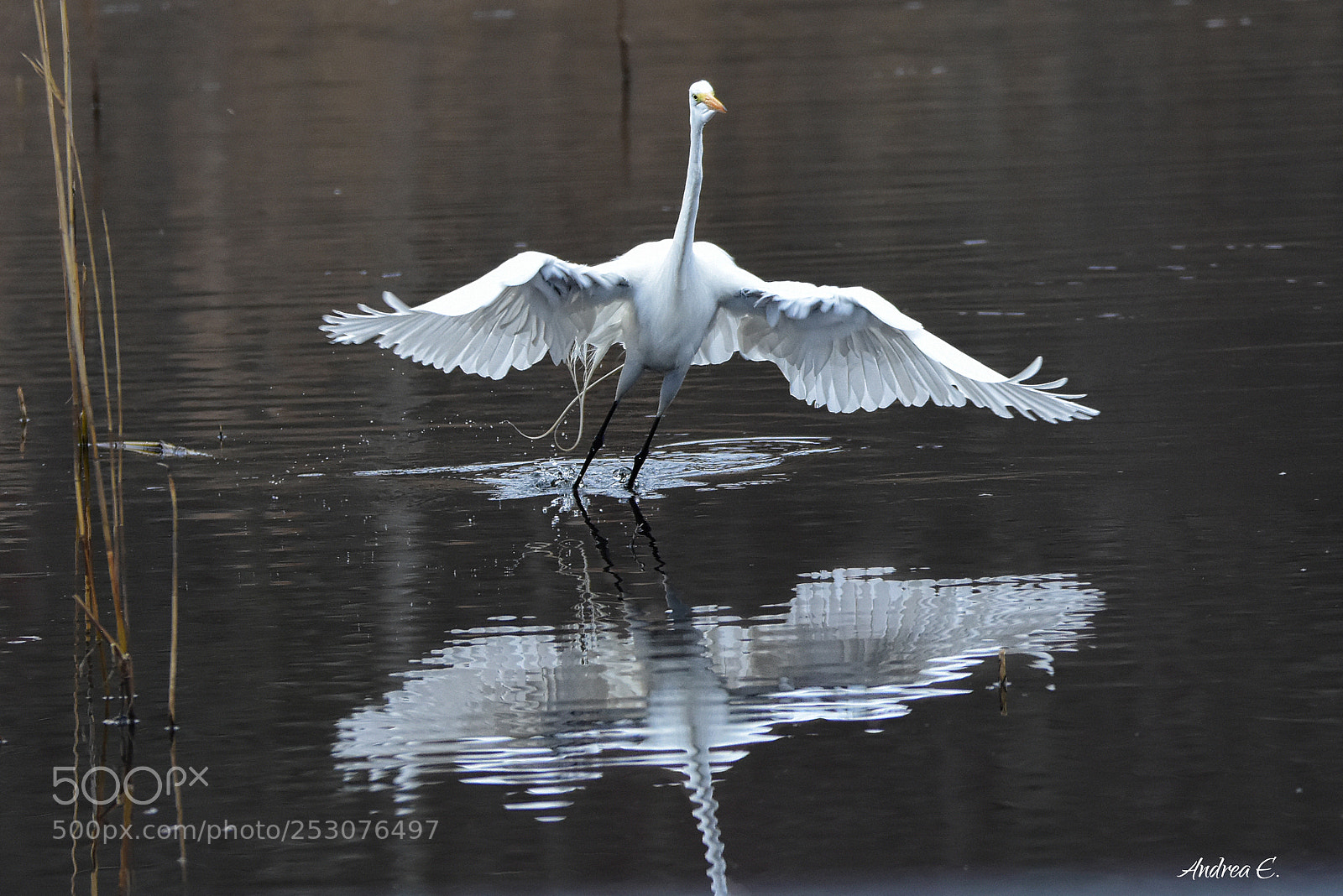 Nikon D7200 sample photo. Dancing on water photography