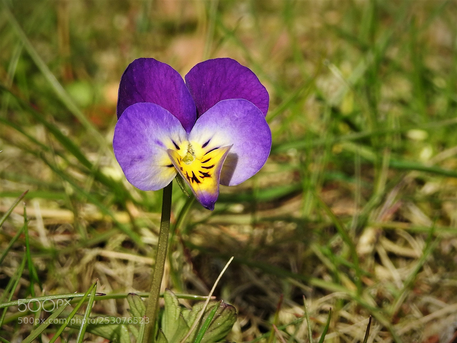 Nikon Coolpix P900 sample photo. A single violet in photography