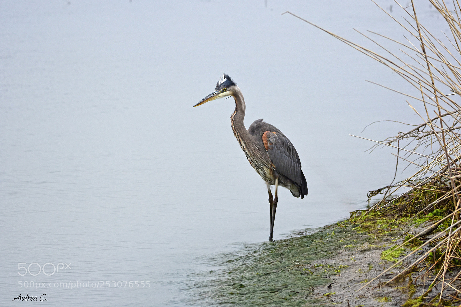 Nikon D7200 sample photo. In deep thought photography