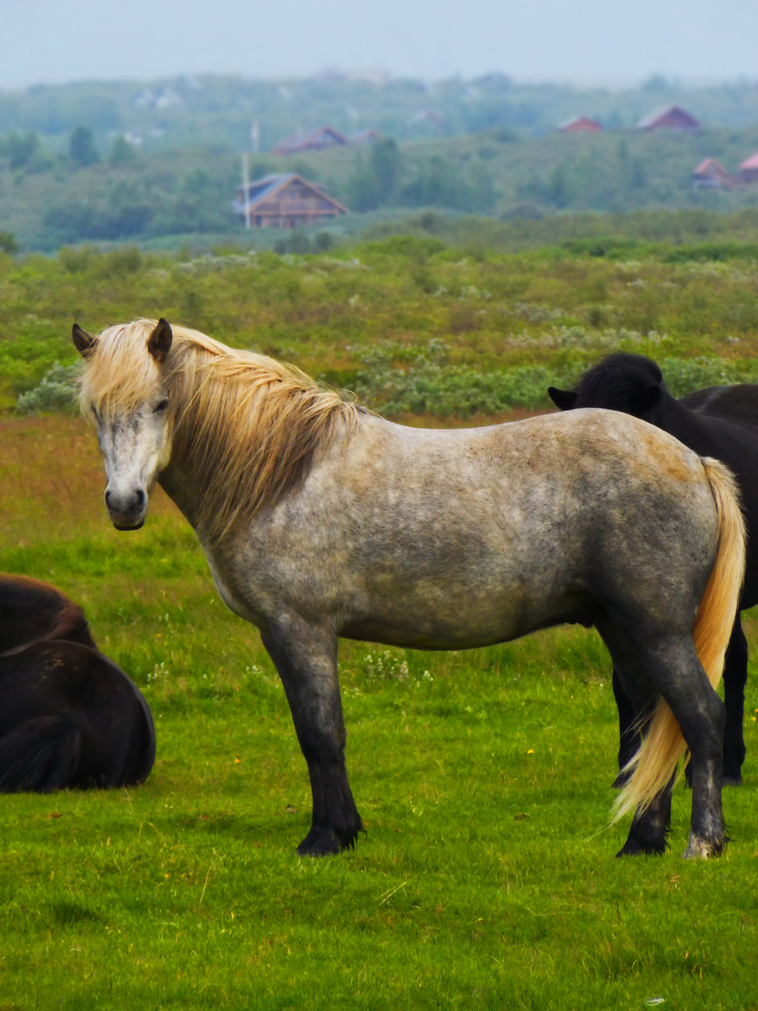 Nikon COOLPIX L320 sample photo. Icelandic horse photography