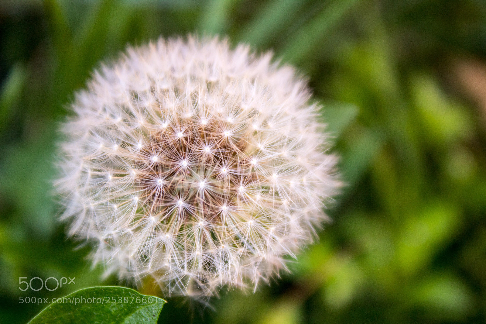 Canon EOS 1300D (EOS Rebel T6 / EOS Kiss X80) sample photo. Taraxacum officinale photography