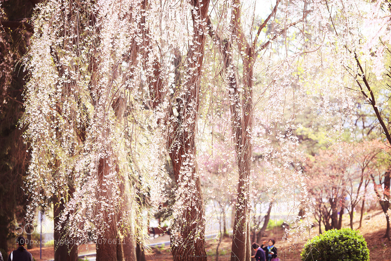Canon EOS 5D Mark II sample photo. Untitled photography