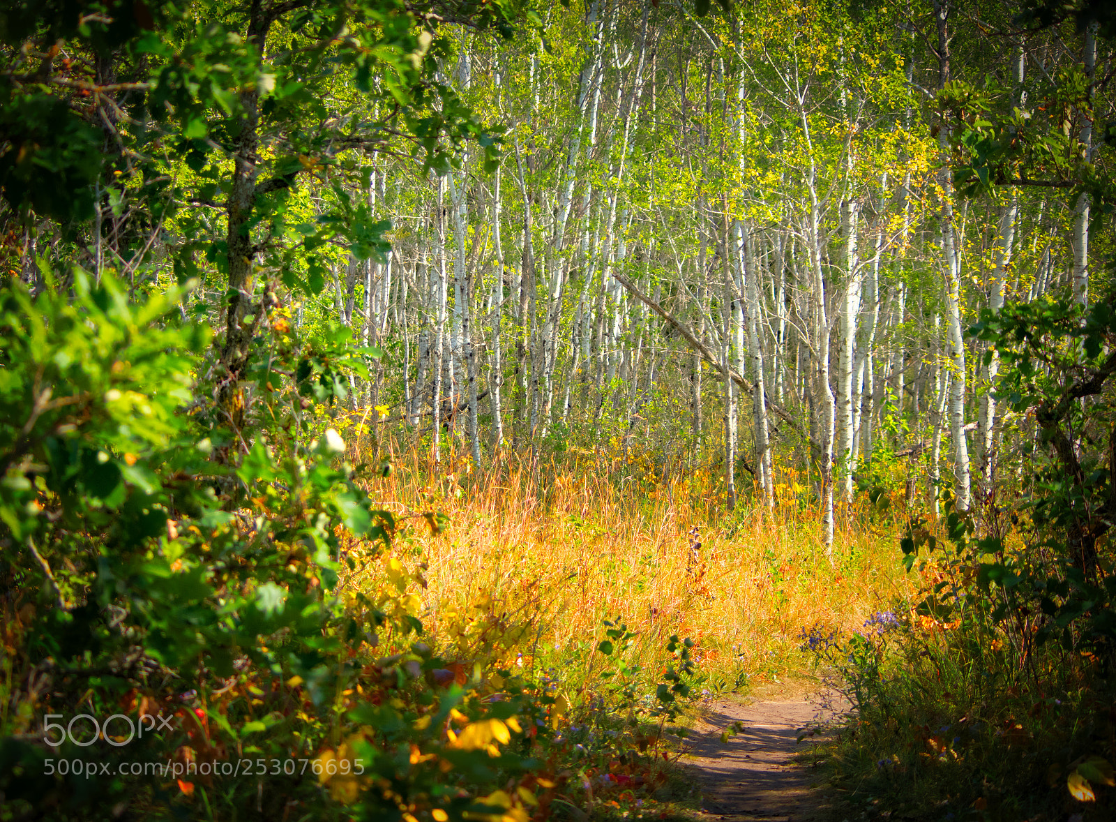 Pentax K-3 II sample photo. Trail through the aspens photography