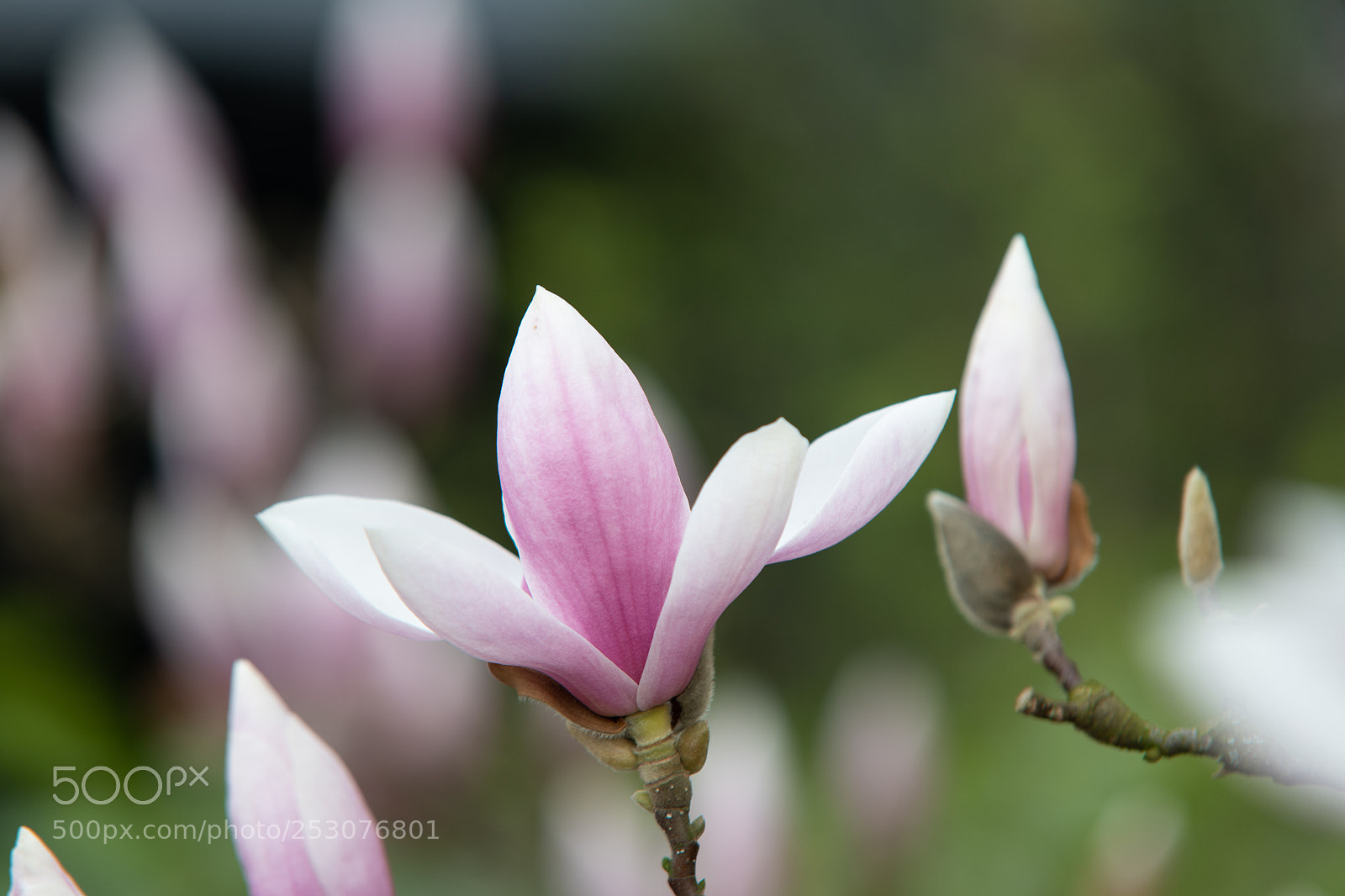 Nikon D850 sample photo. Blooming magnolia photography