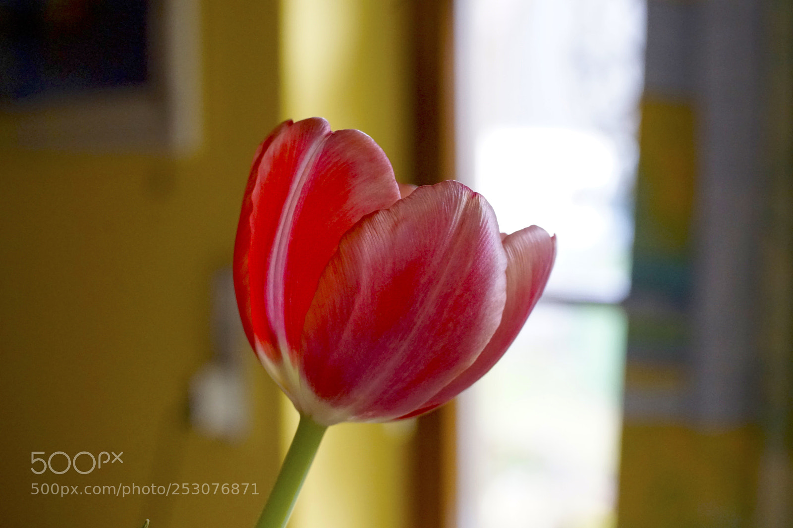 Sony ILCA-77M2 sample photo. Untitled photography